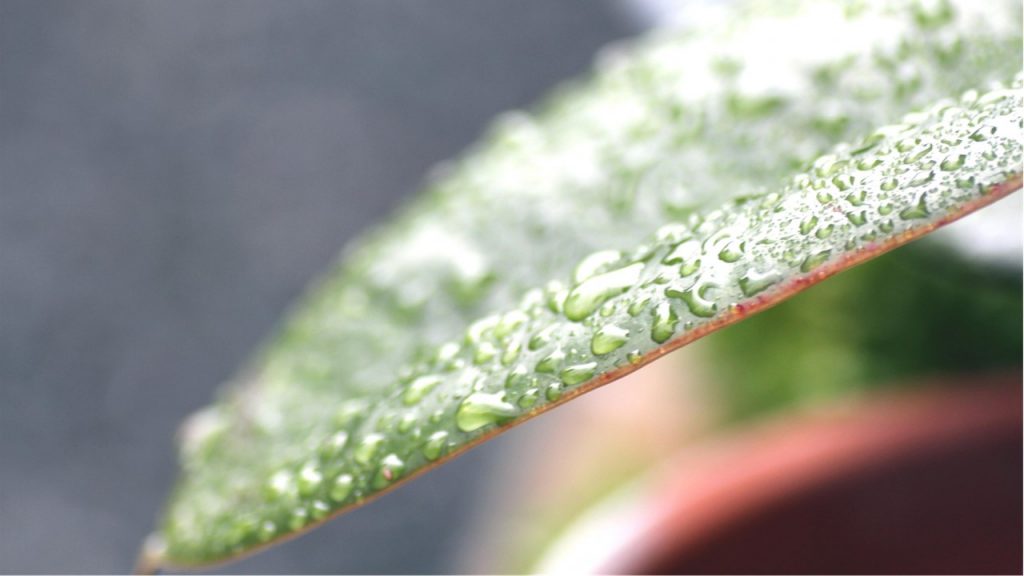 観葉植物の乾燥対策で大切な4つのポイント 観葉植物の基礎知識 Apego