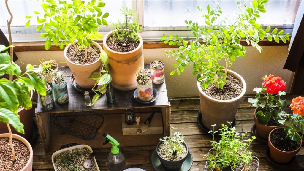 観葉植物を育てるのに最適な室温は 観葉植物の基礎知識 Apego