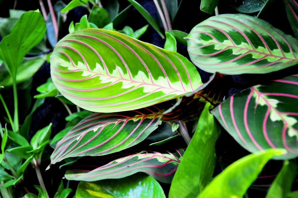 思わず見とれてしまう葉の模様が素敵な観葉植物をご紹介 観葉植物の基礎知識 Apego
