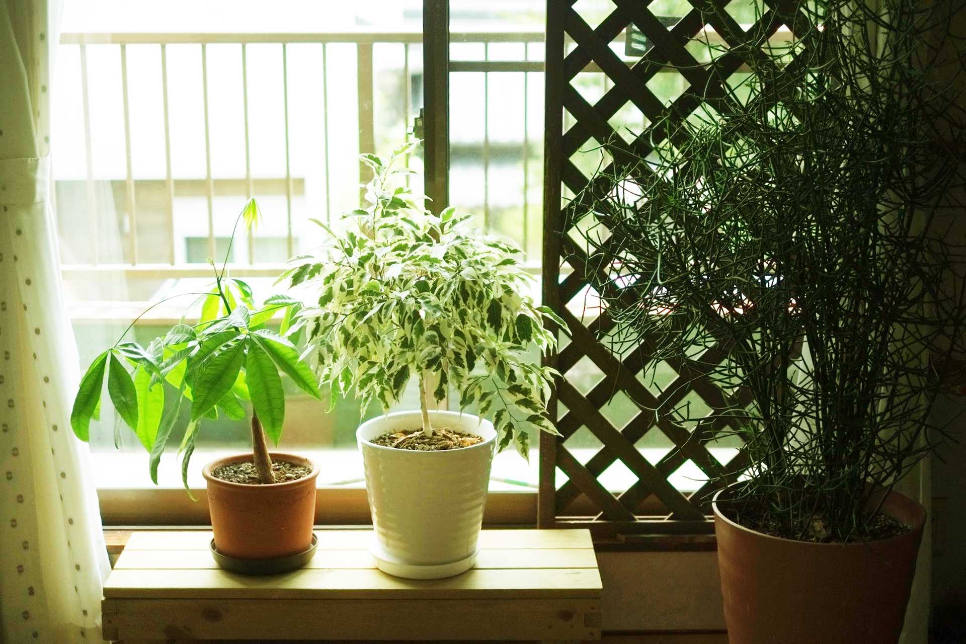 窓辺に飾った２つの観葉植物