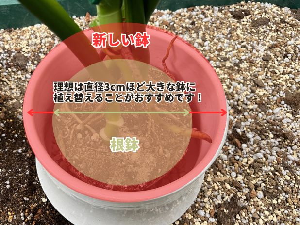 観葉植物を一回り大きな鉢へ植え替える説明