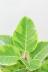 アルテシマ　個性的な幹!葉色がとても美しく、丈夫で育てやすい!インテリアにおすすめ!
