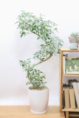 シェフレラ ムーンドロップ　存在感のある大きさ。とにかく丈夫で育てやすい観葉植物!!