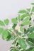 シェフレラ ムーンドロップ　存在感のある大きさ。とにかく丈夫で育てやすい観葉植物!!