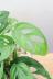 マドカズラ　葉のフォルムが個性的!育てやすく丈夫な観葉植物!