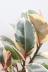 フィカス・ティネケ　軽量なプラスチック鉢でボリュームのある樹形。鮮やかな葉色がステキな観葉植物!