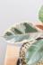 フィカス・ティネケ　軽量なプラスチック鉢でボリュームのある樹形。鮮やかな葉色がステキな観葉植物!