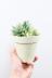 ハオルチア 宝島　軽量なプラスチックPOTで丈夫で育てやすいので初めての方にも安心の観葉植物!