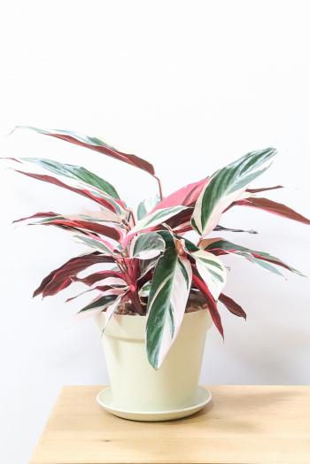 ストロマンテ トリオスター　軽量なプラスチックPOTで色鮮やかな葉色が特徴的な観葉植物です!