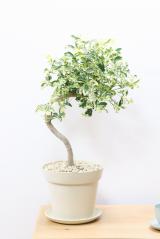 シェフレラ ジェニーネ　軽量なプラスチックPOTで幹のスタイルがカッコイイ人気の観葉植物です!!