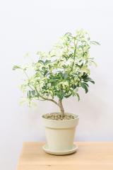 シェフレラ ジェニーネ　軽量なプラスチックPOTで幹のスタイルがカッコイイ人気の観葉植物です!!
