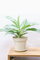 アグラオネマ ドーヴ　扱いやすいプラスチック鉢。個性的な葉の模様がとても美しい観葉植物です!