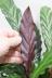 カラテア エルガーグラス　シックで濃い葉色がとても美しい観葉植物です! 