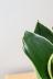 サンスベリア ハニーイエロー　鮮やかな色合いの葉が人気。贈り物にも人気です。