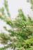 リプサリス メセンブリアンテモイデス　こう見えてサボテンなので育てやすい観葉植物です! 質感はプニプニしていてずっと触っていたくなります。