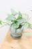 エピプレナム ピナツム セブブルー　シルバーの葉が美しいので、贈り物にも人気です!! 日陰に強く、室内の場所を選ばず育てることができます!!
