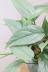 エピプレナム ピナツム セブブルー　シルバーの葉が美しいので、贈り物にも人気です!! 