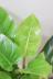 フィロデンドロン インペリアルグリーン　葉色がとても美しく、育てやすく丈夫な観葉植物です! 