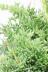 リプサリス メセンブリアンテモイデス　こう見えてサボテンなので育てやすい観葉植物です! 