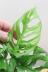 マドカズラ　葉のフォルムが個性的!育てやすく丈夫な観葉植物! 