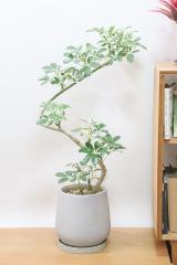 シェフレラ ミルキー　存在感のある大きさ。とにかく丈夫で育てやすい観葉植物!!