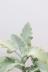 カランコエ ローズリーフ　美しいシルバーリーフが特徴的な観葉植物です!! こう見えて一枚一枚の葉の中に水分を蓄えているのでプニプニしています♪
表面は産毛で覆われており、ずっと触っていたくなるようなかわいい葉っぱです!