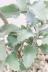 カランコエ ローズリーフ　美しいシルバーリーフが特徴的な観葉植物です!! 