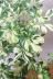 シェフレラ ジェニーネ　幹のスタイルがとてもカッコイイ人気の観葉植物です!! 