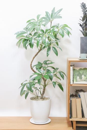 チュピタンサス　存在感のある樹形なので、お部屋のインテリアにはぴったりの観葉植物です!