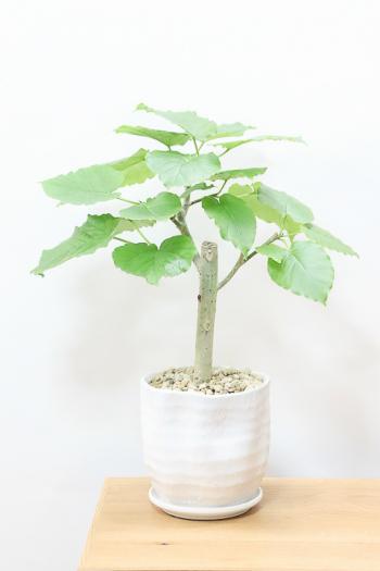 ウンベラータの病気を防ぐポイントとは 観葉植物の基礎知識 Apego