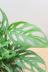 マドカズラ　葉のフォルムが個性的!育てやすく丈夫な観葉植物! 