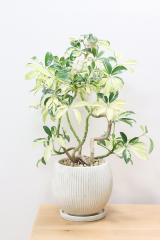 シェフレラ バリエガタ　幹のスタイルがとてもカッコイイ人気の観葉植物です!!