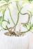 シェフレラ バリエガタ　幹のスタイルがとてもカッコイイ人気の観葉植物です!! 生産者さんが長い年月をかけて仕立てた幹です。