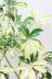 シェフレラ バリエガタ　幹のスタイルがとてもカッコイイ人気の観葉植物です!! 