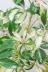シェフレラ バリエガタ　幹のスタイルがとてもカッコイイ人気の観葉植物です!! 