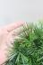 アクティニオプテリス オーストラリス　日陰にもとても強く育てやすい観葉植物です! ドリオプテリスは大きく成長すると葉の切れ込みが深く美しくなります!
成長と共に変化が楽しめます!