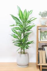 ドラセナ ジェレ　葉のコントラストがとても美しい人気の観葉植物!