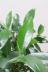 フィカス ジャンボリーフ スタイリッシュな樹形なので、インテリアにはおすすめの観葉植物です! 