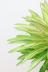 ネオレゲリア SP とても爽やかな葉色が人気の観葉植物です! ネオレゲリアの特徴は何といっても個性的な葉色!!