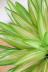 ネオレゲリア SP とても爽やかな葉色が人気の観葉植物です! 