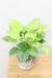 ホマロメナ サンシャインジェム　爽やかな葉色がとても美しい観葉植物です!