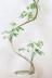 シェフレラ ミルキー　存在感のある大きさ。とにかく丈夫で育てやすい観葉植物!! 葉の表面には光沢があります。生産者さんが長い年月をかけて仕立てた個性的にカーブした幹です!!