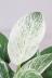 フィロデンドロン バーキン　葉色がとても美しく、育てやすく丈夫な観葉植物です!