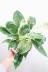 フィロデンドロン バーキン　葉色がとても美しく、育てやすく丈夫な観葉植物です!