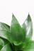 サンスベリア ハニーグリーン　鮮やかな色合いの葉が人気。贈り物にも人気です。