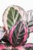 カラテア レッドモジョ　カラフルな葉色がとても美しい観葉植物です!