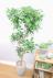 フィカス ジャンボリーフ スタイリッシュな樹形なので、インテリアにはおすすめの観葉植物です!