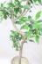 フィカス ジャンボリーフ スタイリッシュな樹形なので、インテリアにはおすすめの観葉植物です!