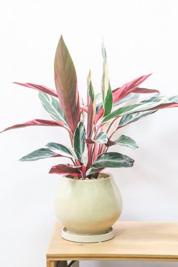 ストロマンテ トリオスター　色鮮やかな葉色が特徴的な観葉植物です!