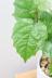 カンガルーアイビー　ツル状に成長するかわいい観葉植物です! ガーランドの葉はかわいい5枚の葉っぱでできています。葉のフチがギザギザの個性的な葉です♪